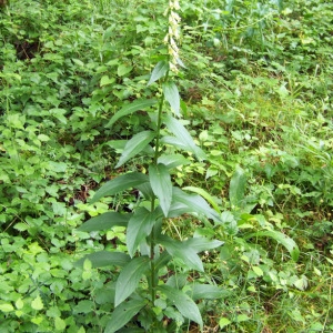 Photographie n°157711 du taxon Digitalis lutea L.