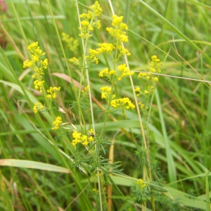 Photographie n°157724 du taxon Galium verum subsp. verum