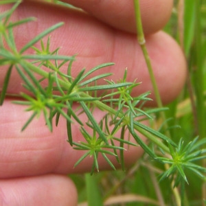 Photographie n°157725 du taxon Galium verum subsp. verum