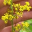  Mathieu Sinet - Galium verum subsp. verum