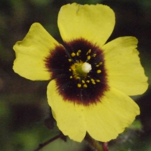 Photographie n°157746 du taxon Tuberaria guttata (L.) Fourr. [1868]