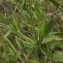  Liliane Roubaudi - Tuberaria guttata (L.) Fourr. [1868]