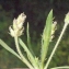  Liliane Roubaudi - Plantago bellardii All. [1785]