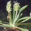  Liliane Roubaudi - Plantago bellardii All. [1785]