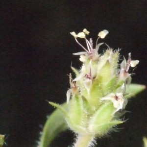 Plantago minuta Link (Plantain de Bellardi)