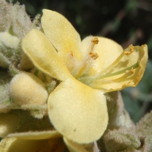  - Verbascum thapsus var. montanum (Schrad.) Cariot & St.-Lag. [1889]