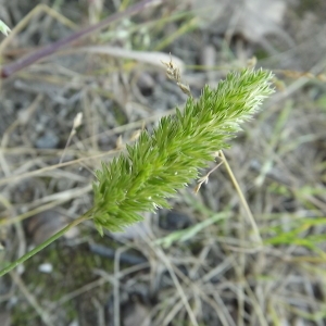 Photographie n°157897 du taxon Rostraria cristata (L.) Tzvelev [1971]