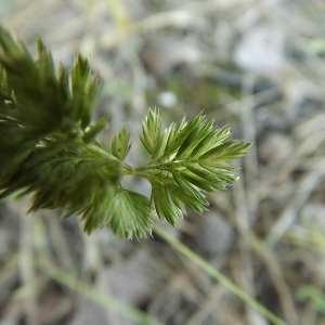 Photographie n°157898 du taxon Rostraria cristata (L.) Tzvelev [1971]