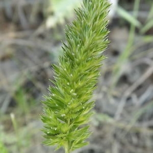 Photographie n°157902 du taxon Rostraria cristata (L.) Tzvelev [1971]