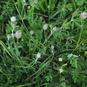 Photographie n°157913 du taxon Trifolium arvense L. [1753]