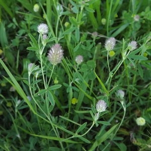 Photographie n°157915 du taxon Trifolium arvense L. [1753]