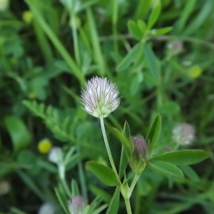 Photographie n°157916 du taxon Trifolium arvense L. [1753]