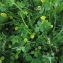  Florent Beck - Trifolium campestre Schreb. [1804]