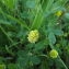  Florent Beck - Trifolium campestre Schreb. [1804]