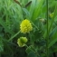  Florent Beck - Trifolium campestre Schreb. [1804]