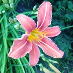 Photographie n°157940 du taxon Hemerocallis fulva (L.) L. [1762]