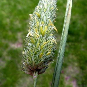 Photographie n°157953 du taxon Phalaris aquatica L. [1755]