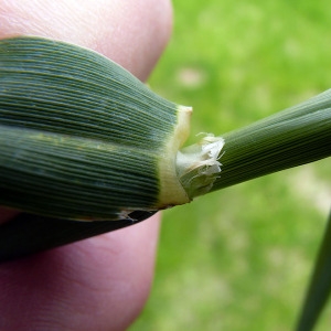 Photographie n°157956 du taxon Phalaris aquatica L. [1755]