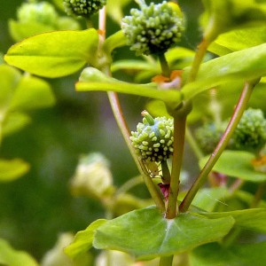 Photographie n°157961 du taxon Euphorbia stricta L. [1759]