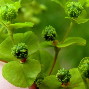 Photographie n°157962 du taxon Euphorbia stricta L. [1759]