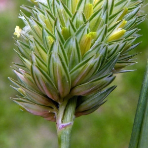 Phalaris aquatica L. (Alpiste aquatique)