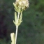  Liliane Roubaudi - Valerianella discoidea (L.) Loisel. [1810]