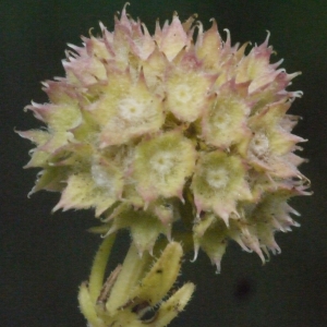 Valerianella coronata subsp. discoidea (L.) Rouy (Doucette discoïde)