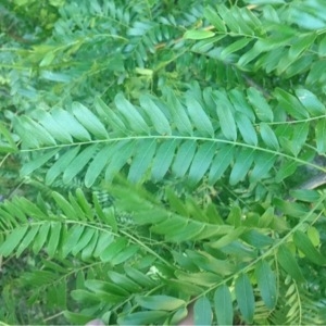 Photographie n°157978 du taxon Gleditsia triacanthos L. [1753]