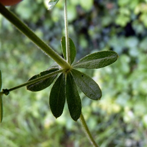 Photographie n°157985 du taxon Galium mollugo L. [1753]