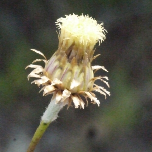 Photographie n°158003 du taxon Phagnalon saxatile (L.) Cass. [1819]