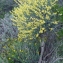  Liliane Roubaudi - Anthyllis cytisoides L. [1753]