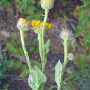 Photographie n°158032 du taxon Pulicaria odora (L.) Rchb. [1831]