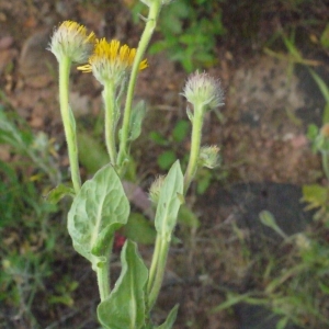 Photographie n°158033 du taxon Pulicaria odora (L.) Rchb. [1831]