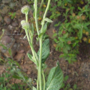 Photographie n°158034 du taxon Pulicaria odora (L.) Rchb. [1831]