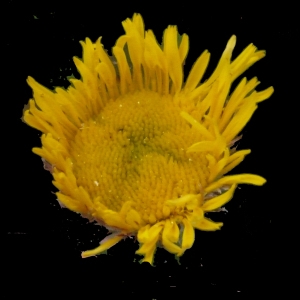 Inula odora L. (Pulicaire odorante)