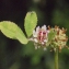  Liliane Roubaudi - Trifolium glomeratum L. [1753]