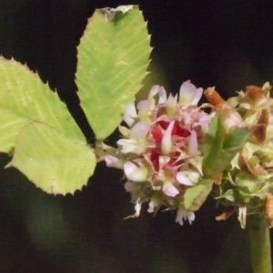 Trifolium axillare Phil. (Petit Trèfle à boules)