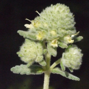 Teucrium polium L. (Germandrée blanc-grisâtre)