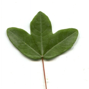  - Acer monspessulanum L. [1753]