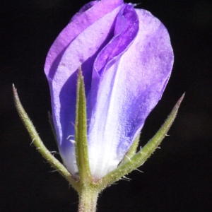 Photographie n°158102 du taxon Legousia speculum-veneris (L.) Chaix [1785]