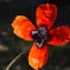  Liliane Roubaudi - Papaver argemone L.