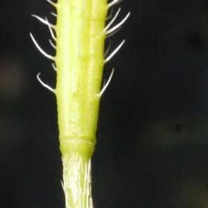 Photographie n°158116 du taxon Papaver argemone L.