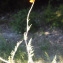  Liliane Roubaudi - Papaver argemone L.