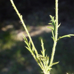 Photographie n°158119 du taxon Papaver argemone L.