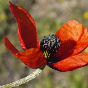 Papaver glabratum Coss. & Germ. (Coquelicot argémone)