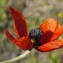  Liliane Roubaudi - Papaver argemone L.