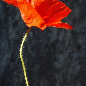 Photographie n°158124 du taxon Papaver rhoeas L. [1753]