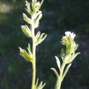 Photographie n°158126 du taxon Lithospermum arvense L. [1753]