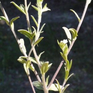 Photographie n°158129 du taxon Lithospermum arvense L. [1753]