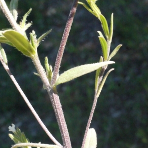 Photographie n°158131 du taxon Lithospermum arvense L. [1753]